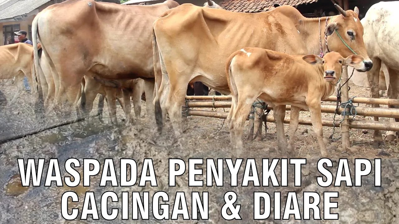 
                                 Waspada-Penyakit-Sapi-Cacingan-&-Diare